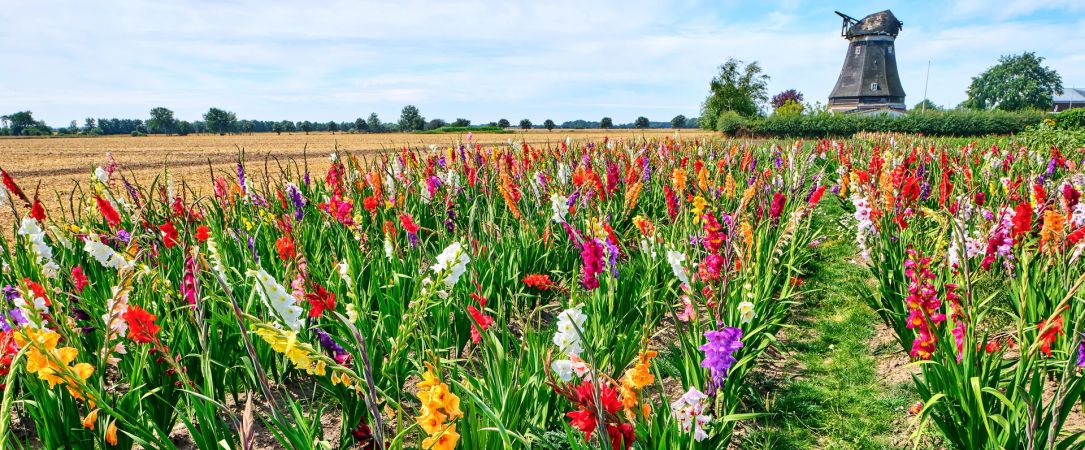 Bunte Sommerblumenfelder